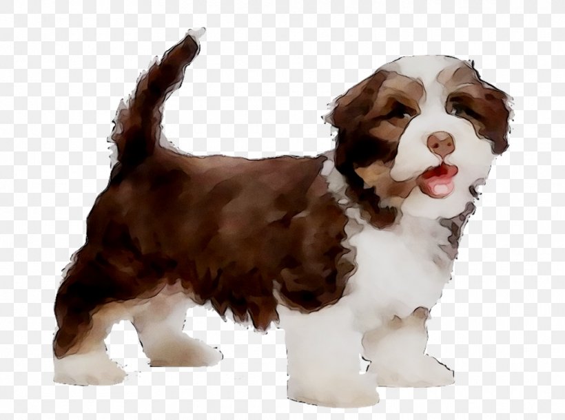 Havanese Dog Puppy Housetraining Pet Travel, PNG, 1010x752px, Havanese Dog, Canidae, Carnivore, Companion Dog, Dog Download Free
