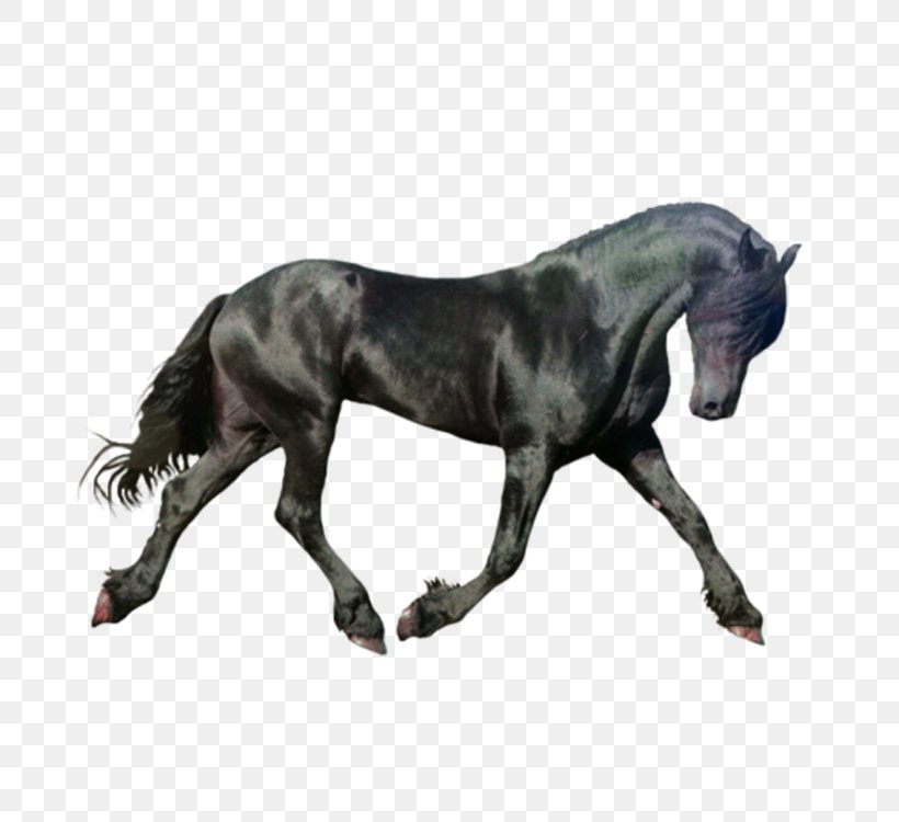 Horse Icon, PNG, 750x750px, Horse, Equus, Horse Like Mammal, Horse Supplies, Horse Tack Download Free