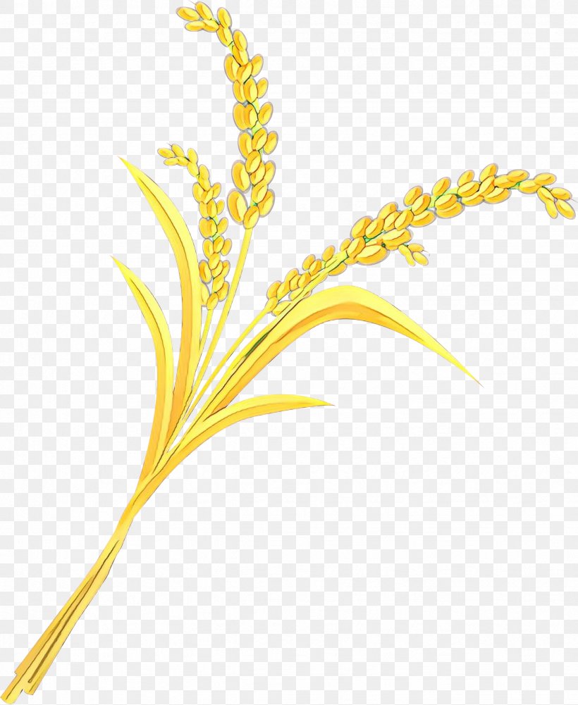 Rice Vector Graphics Cereal Image, PNG, 2454x2998px, Rice, Barley, Cereal, Elymus Repens, Emmer Download Free