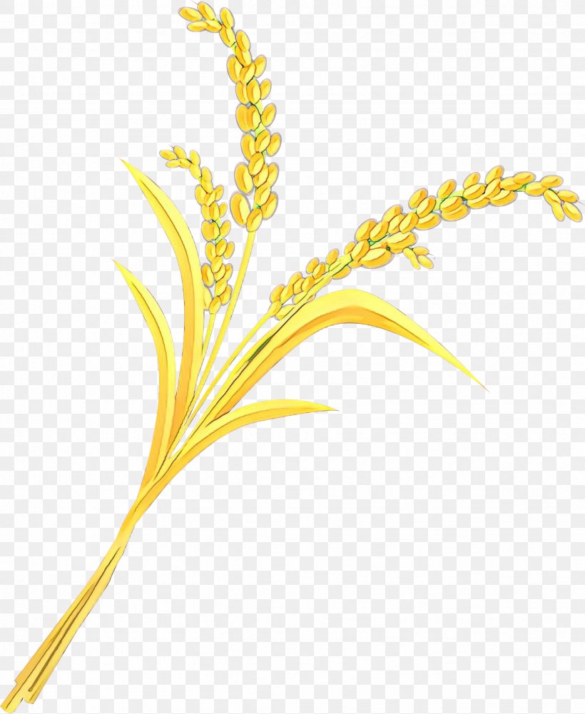 rice vector graphics cereal image png 2454x2998px rice barley cereal elymus repens emmer download free rice vector graphics cereal image png