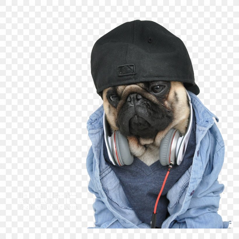 Pug Bulldog Netlore Hat Fashion, PNG, 2048x2048px, Pug, Bulldog, Charming, Clothing, Costume Download Free