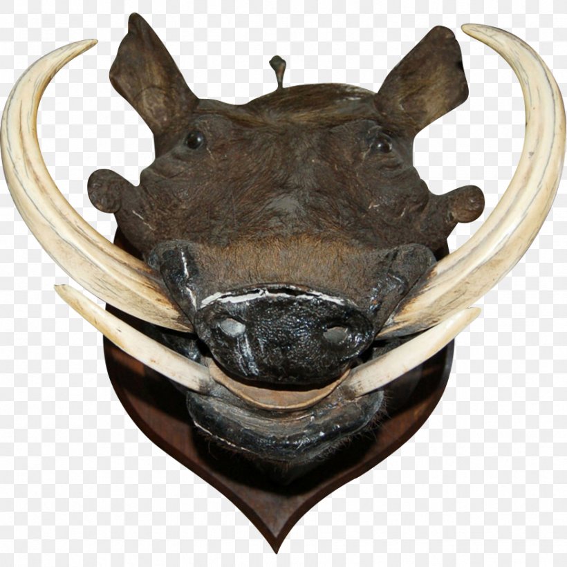Wild Boar Common Warthog Boar's Tusk Helmet Skull, PNG, 877x877px, Wild Boar, Animal, Boar Hunting, Common Warthog, Head Download Free