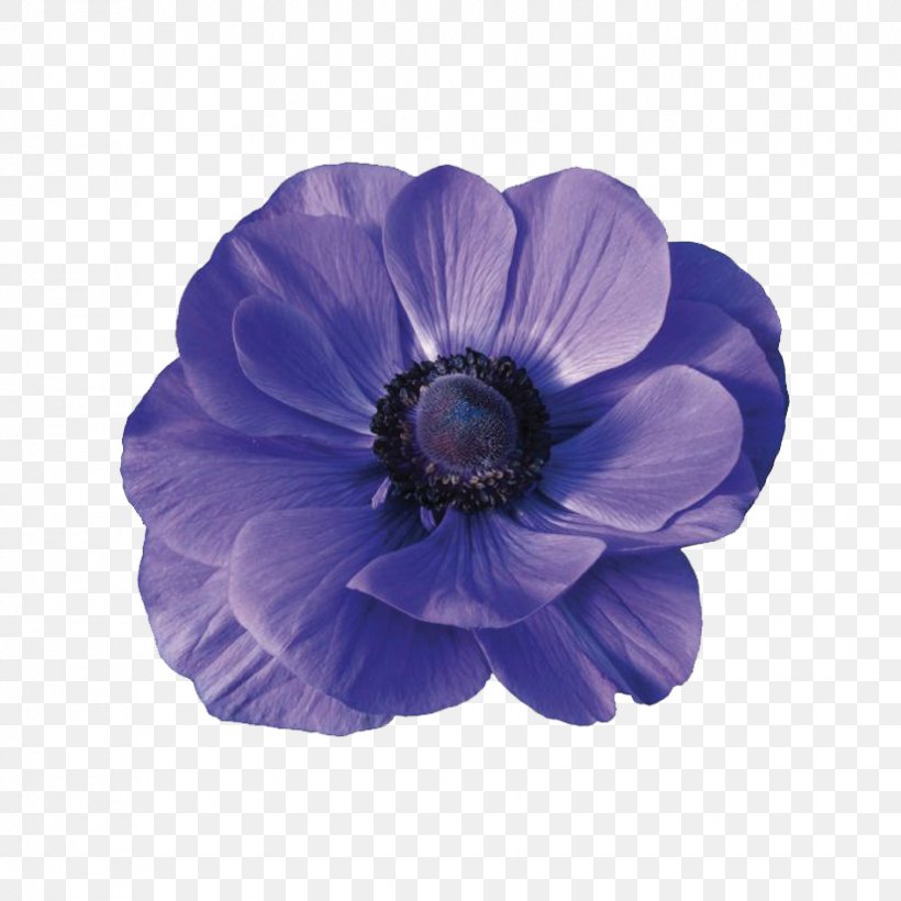 Blue Cut Flowers Clip Art, PNG, 827x827px, Blue, Anemone, Cobalt Blue, Cut Flowers, Floral Design Download Free