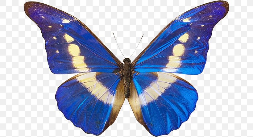 Butterfly Clip Art, PNG, 667x444px, Butterfly, Arthropod, Blue, Brush Footed Butterfly, Cobalt Blue Download Free