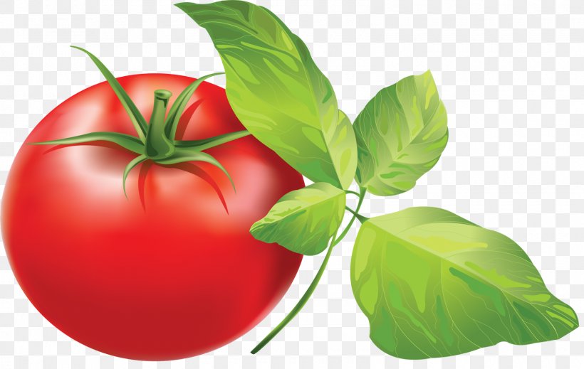 Cherry Tomato Italian Tomato Pie Clip Art, PNG, 1600x1014px, Cherry Tomato, Basil, Bell Peppers And Chili Peppers, Bush Tomato, Diet Food Download Free