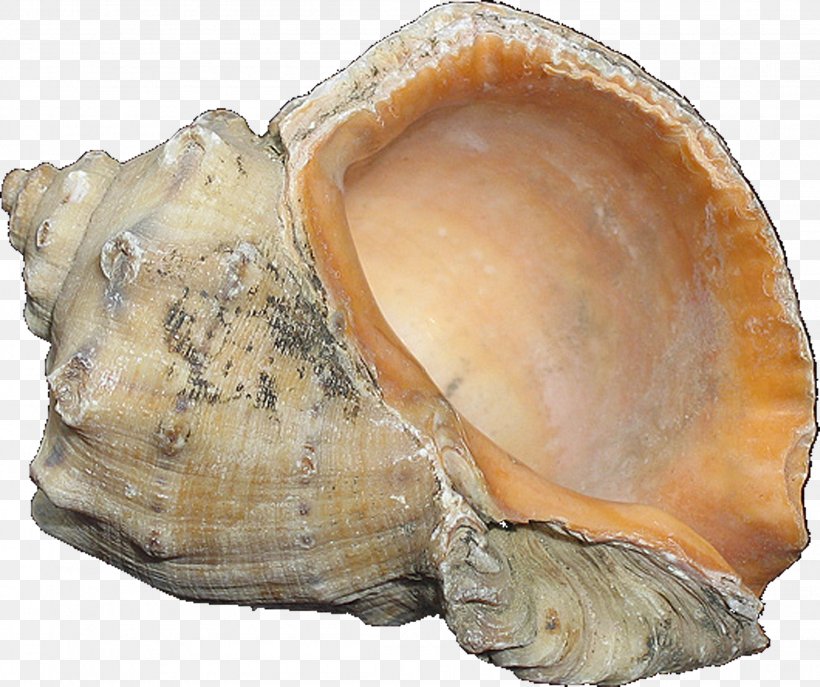 Clam Cockle Mussel Shankha Oyster, PNG, 2209x1851px, Clam, Artifact, Clams Oysters Mussels And Scallops, Cockle, Conch Download Free