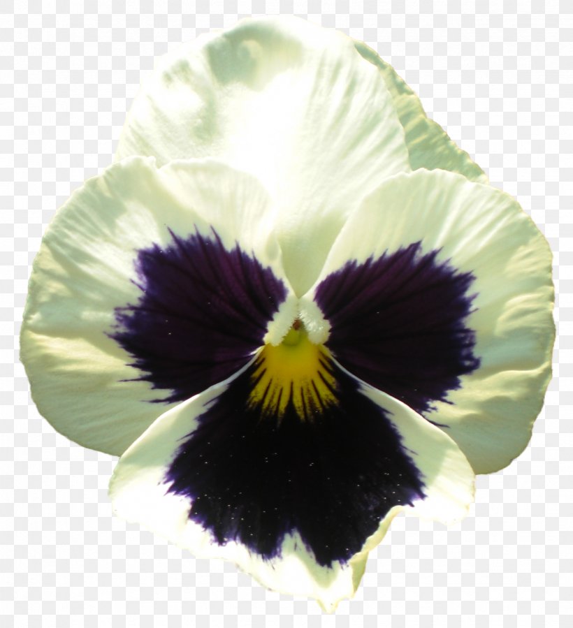 Pansy Flowering Plant Violet, PNG, 1747x1917px, Pansy, Color, Flower, Flowering Plant, Information Download Free