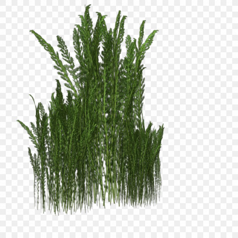 Download Plant, PNG, 900x900px, 3d Computer Graphics, Plant, Autodesk 3ds Max, Burknar, Client Download Free