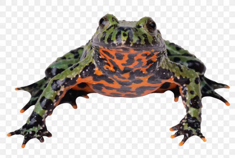 Image Clip Art Frog Photograph, PNG, 1400x942px, Frog, Amphibian, Animal, Bullfrog, Copyright Download Free