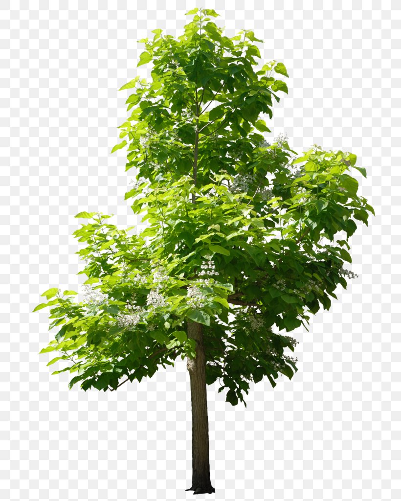 Trees For Small Gardens Sweetgum Nursery, PNG, 717x1024px, Tree, Black Locust, Branch, Evergreen, Flowerpot Download Free