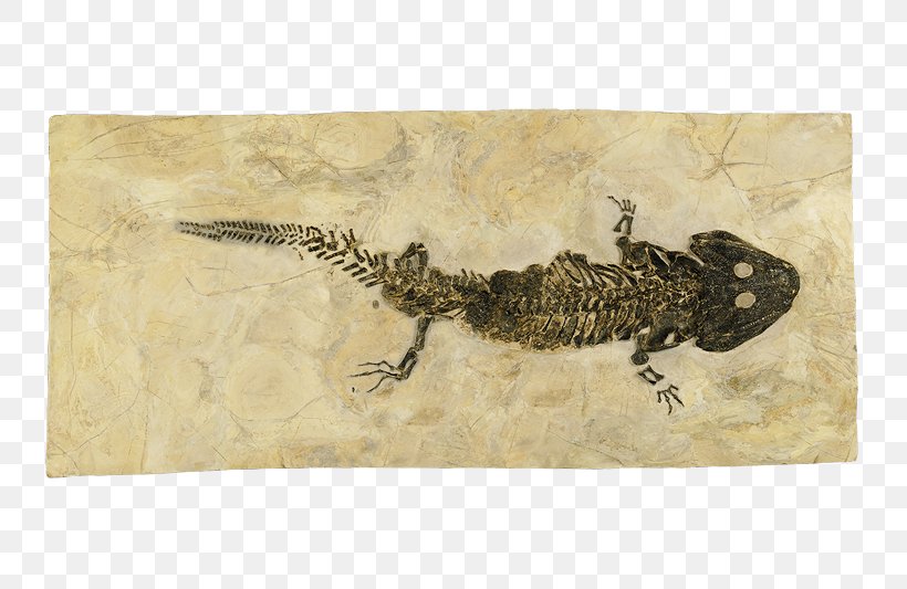 Aathal Dinosaur Museum Fauna, PNG, 800x533px, Aathal Dinosaur Museum, Dinosaur, Fauna, Gecko, Geckos Download Free
