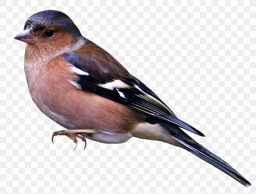 Bird Sparrow Eurasian Magpie, PNG, 1417x1077px, Bird, Beak, Blackbilled Magpie, Brambling, Domestic Canary Download Free