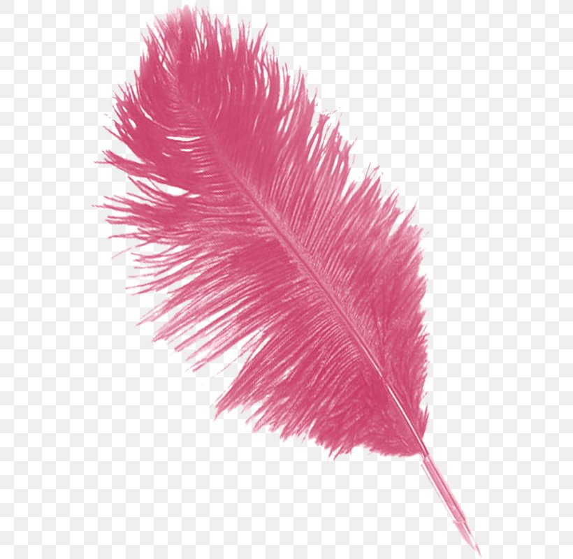 Feather Image Pens Rose Drawing, PNG, 563x800px, Feather, Blue, Brush, Drawing, Idea Download Free