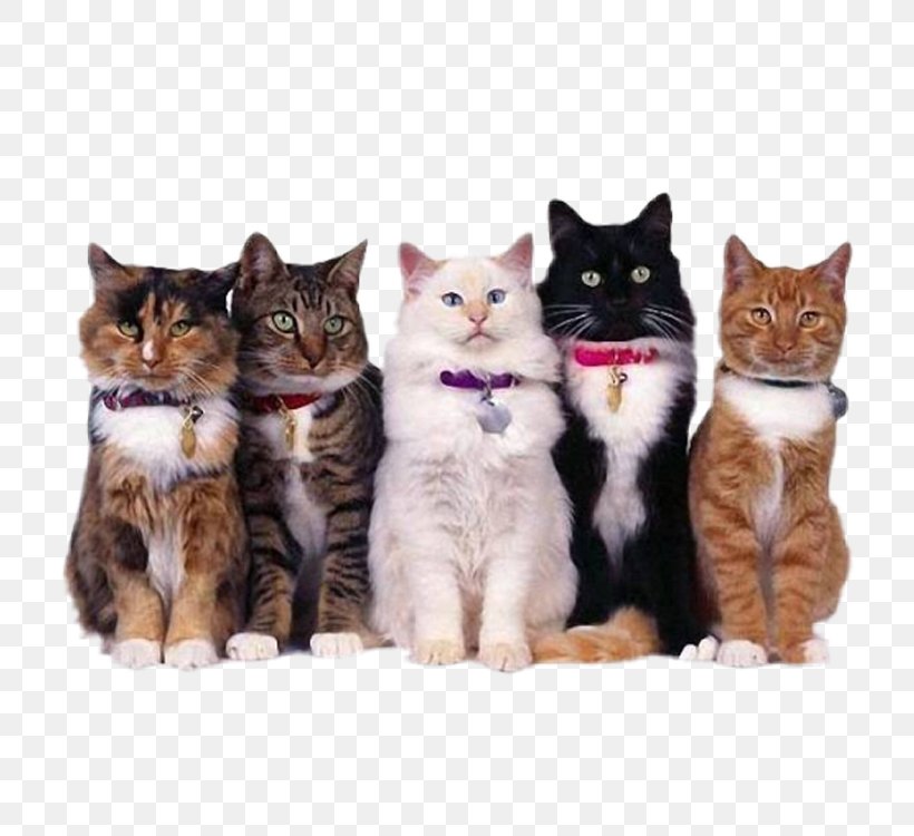 Oriental Shorthair Dog Kitten Pet Feral Cat, PNG, 750x750px, Oriental Shorthair, American Wirehair, Animal, Bicolor Cat, Breed Download Free