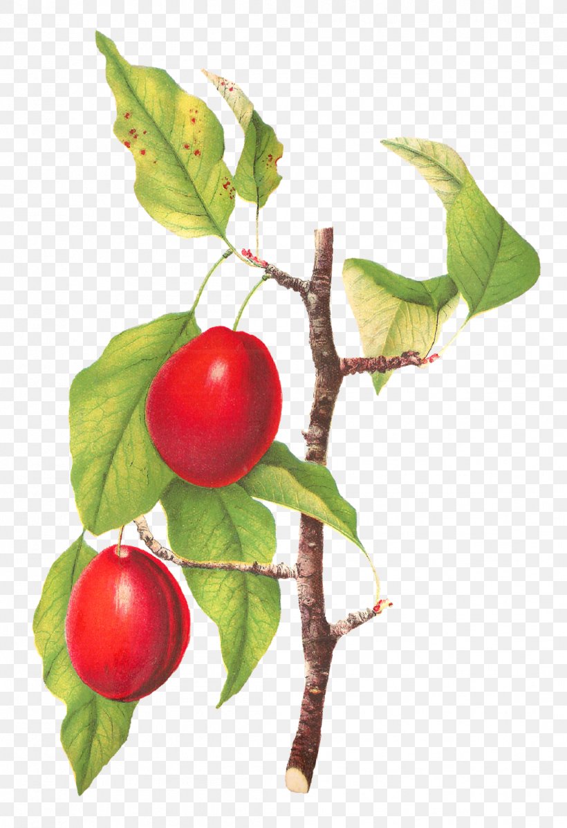 Plum Fruit Tree Food, PNG, 1096x1600px, Plum, Acerola, Acerola Family, Art, Berry Download Free