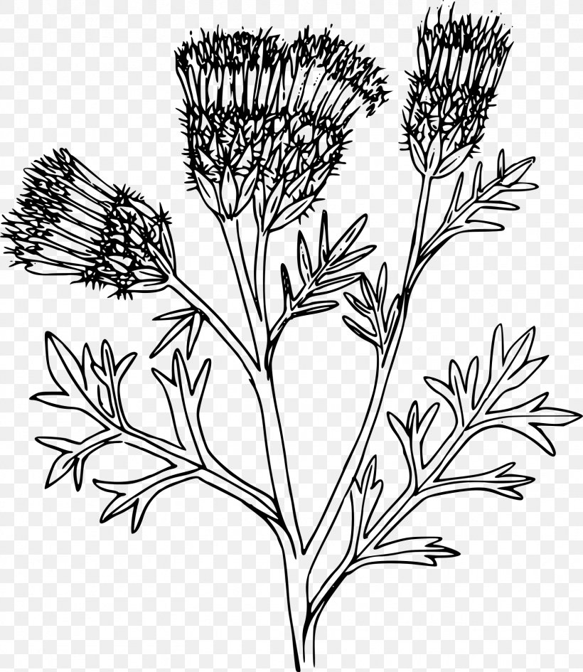 Clip Art, PNG, 1665x1920px, Plant, Black And White, Branch, Centaurea Diffusa, Commodity Download Free