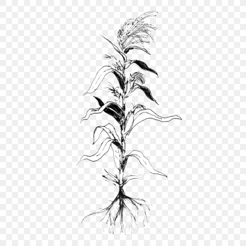 Drawing /m/02csf Plants Leaf United States Of America, PNG, 1280x1280px, Drawing, Blackandwhite, Blog, Bloomberg Businessweek, Botany Download Free