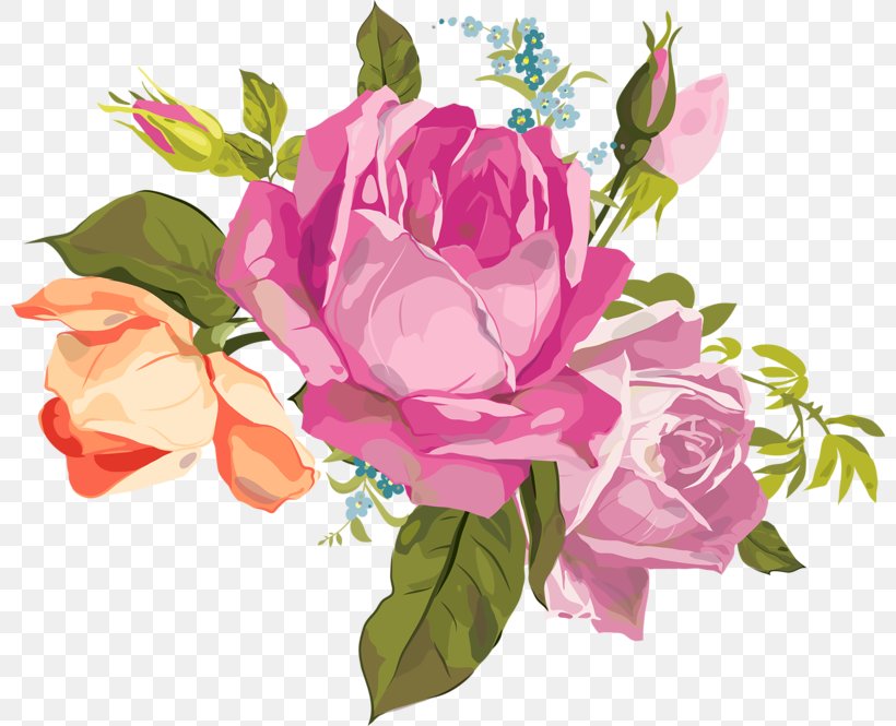 Garden Roses Flower Cabbage Rose, PNG, 800x665px, Garden Roses, Artificial Flower, Cabbage Rose, Cut Flowers, Digital Image Download Free