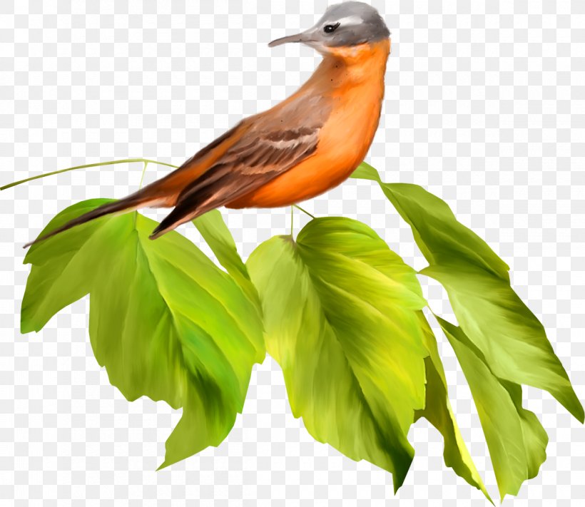 Bird Parrot Beak Clip Art, PNG, 1200x1041px, Bird, Beak, Branch, Color, Coraciiformes Download Free