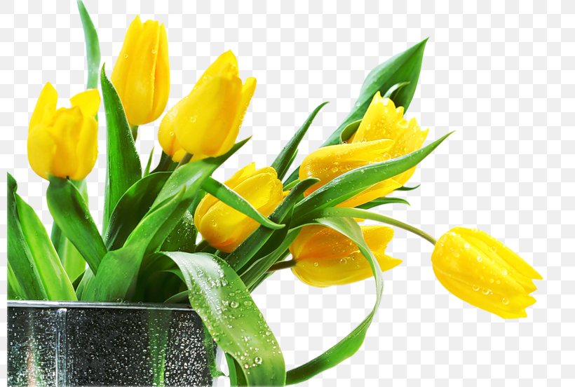 Desktop Wallpaper Tulip Flower High-definition Television, PNG, 800x552px, Tulip, Bud, Cut Flowers, Floral Design, Floristry Download Free