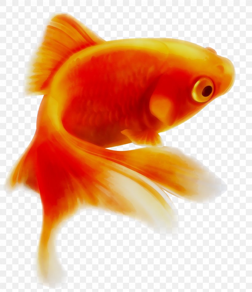 Common Goldfish Common Carp Illustration, PNG, 3002x3479px, Goldfish, Aquarium, Art, Bonyfish, Common Carp Download Free