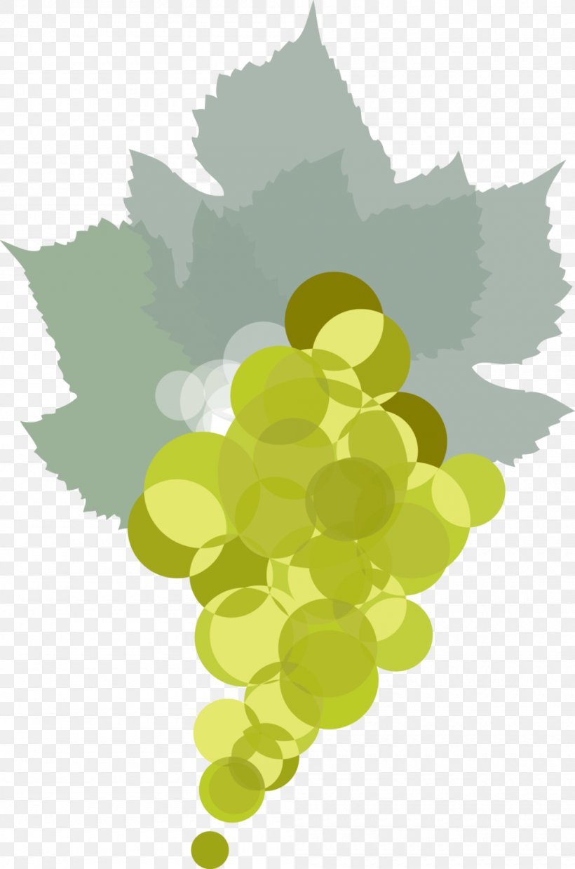 Grape Leaves Common Grape Vine Leaf Illustration, PNG, 1000x1510px, Grape, Common Grape Vine, Flowering Plant, Fruit, Grape Leaves Download Free