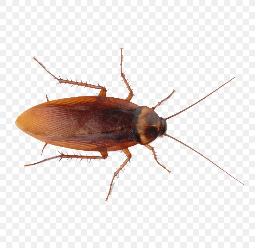 Insect Cockroach Pest Control Ant, PNG, 800x800px, Cockroach, American Cockroach, Arthropod, Bed Bug, Bed Bug Control Techniques Download Free