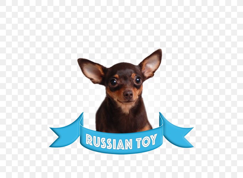 Miniature Pinscher Russkiy Toy English Toy Terrier Puppy German Pinscher, PNG, 600x600px, Miniature Pinscher, Boston Terrier, Breed, Carnivoran, Chihuahua Download Free