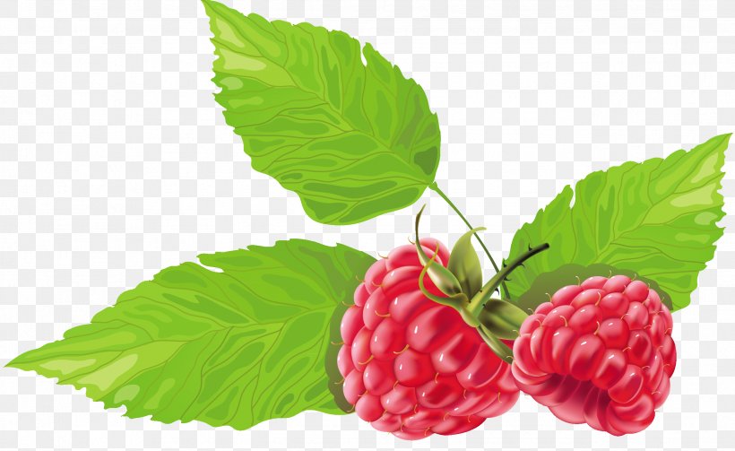 Raspberry Fruit Strawberry, PNG, 2546x1563px, Berry, Boysenberry, Drawing, Food, Fruit Download Free