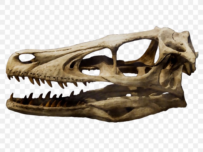 Velociraptor Achillobator Tyrannosaurus Skull Dinosaur, PNG, 2557x1918px, Velociraptor, Achillobator, Augmented Reality, Bone, Centimeter Download Free
