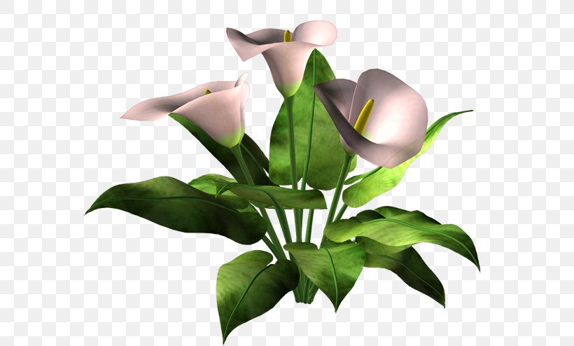 Cut Flowers Flowerpot Plant Stem Leaf, PNG, 600x494px, Cut Flowers, Arum, Flora, Flower, Flowerpot Download Free