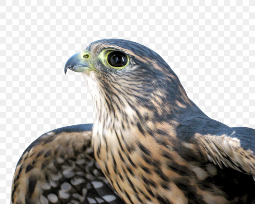 Golden Background, PNG, 1350x1080px, Hawk, Accipitridae, Beak, Bird, Bird Of Prey Download Free