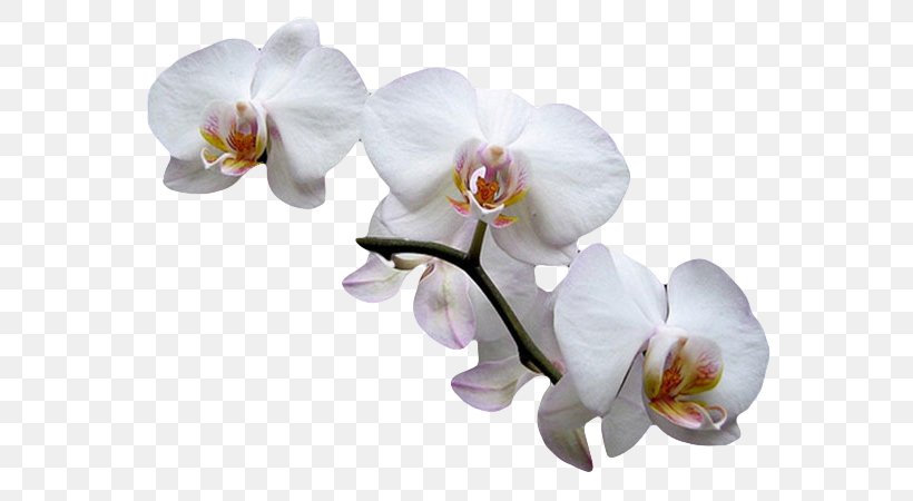 Moth Orchids Cut Flowers Plant Fruit Exotique, PNG, 600x450px, Moth Orchids, Avocado, Cut Flowers, Date Palm, Dates Download Free