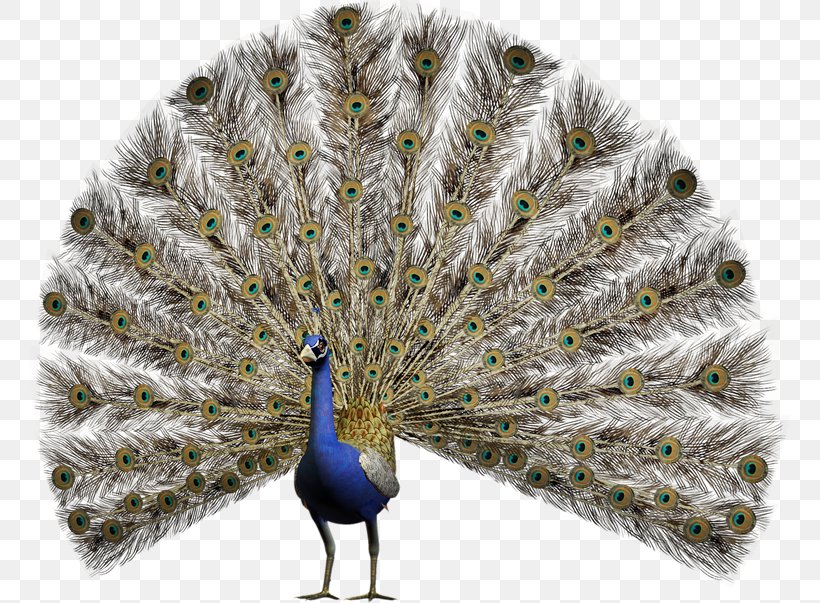 Pavo Stock Photography Asiatic Peafowl, PNG, 762x603px, Pavo, Asiatic Peafowl, Beak, Feather, Galliformes Download Free