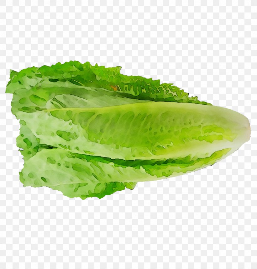 Romaine Lettuce Collard Greens Spring Greens, PNG, 1091x1146px, Romaine Lettuce, Cabbage, Celtuce, Chinese Cabbage, Collard Greens Download Free