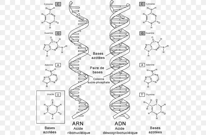DNA And RNA DNA Virus Biology, PNG, 530x538px, Dna And Rna, Adna, Area, Auto Part, Biochemistry Download Free