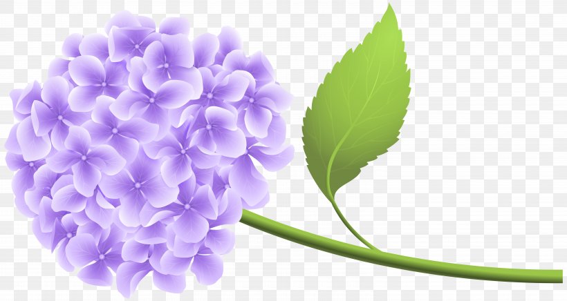 Hydrangea Clip Art, PNG, 6000x3193px, Purple, Floral Design, Flower, Flowering Plant, Hydrangea Download Free