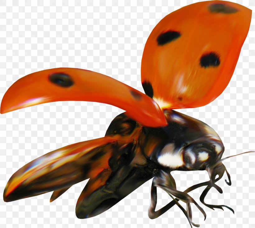 Ladybird Beetle Clip Art Image, PNG, 1329x1188px, Ladybird Beetle, Animal, Arthropod, Beetle, Drawing Download Free