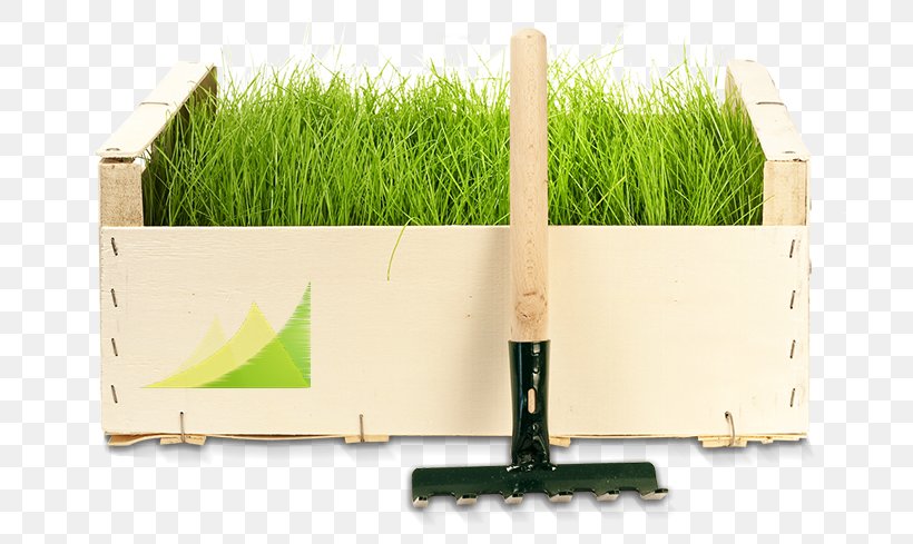 Ruda Śląska Garden Chorzów Lawn Landscape Maintenance, PNG, 700x489px, Garden, Arborist, Energy, Grass, Grass Family Download Free