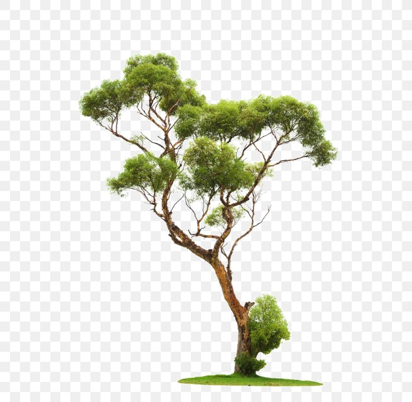 Tree Architectural Rendering Stone Pine, PNG, 596x800px, Tree, Architectural Rendering, Branch, Evergreen, Flowerpot Download Free