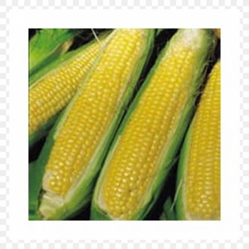 Corn On The Cob Sweet Corn Maize Corncob Vegetable, PNG, 1000x1000px, Corn On The Cob, Commodity, Cooking, Corn Kernel, Corn Kernels Download Free