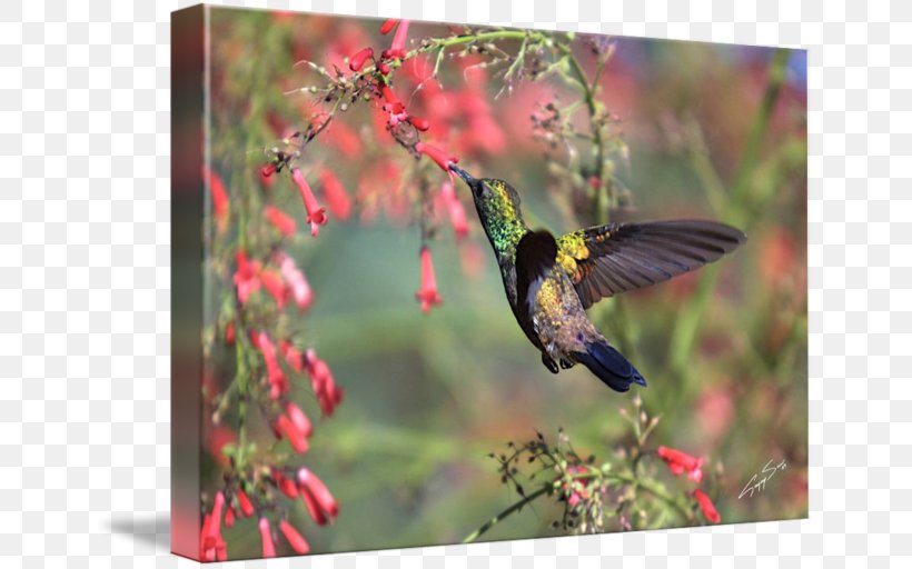 Hummingbird Gallery Wrap Fauna Ecosystem Canvas, PNG, 650x512px, Hummingbird, Art, Beak, Bird, Canvas Download Free