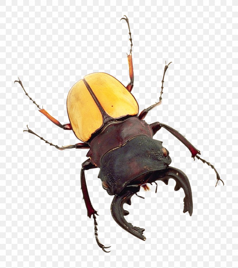 Japanese Rhinoceros Beetle, PNG, 1120x1261px, Beetle, Arthropod, Bed Bug, Digital Media, Dining Room Download Free
