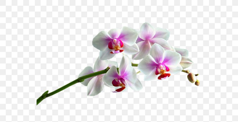 Moth Orchids Cut Flowers Plant, PNG, 598x423px, Orchids, Apartment, Cut Flowers, Dendrobium, Flora Download Free