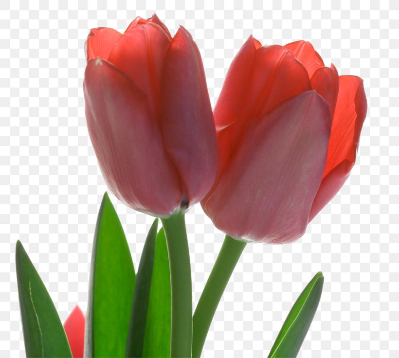 Tulip Red Flower, PNG, 800x736px, Tulip, Cut Flowers, Designer, Flower, Flowering Plant Download Free