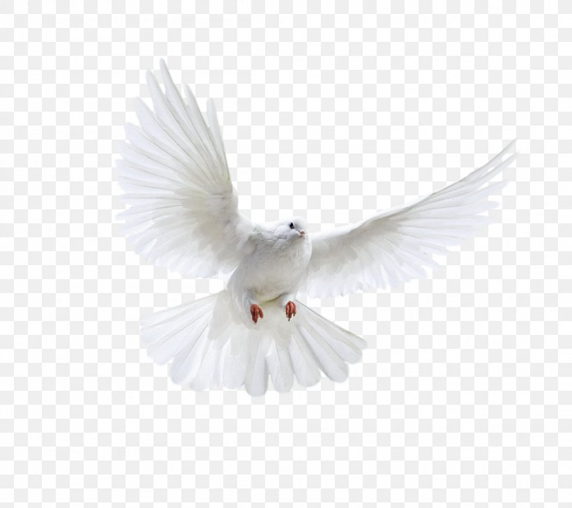 Columbidae Domestic Pigeon Bird, PNG, 1152x1024px, Columbidae, Beak, Bird, Domestic Pigeon, Doves As Symbols Download Free