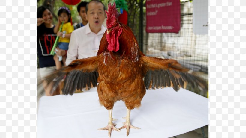 Chicken Bird Galliformes Rooster Poultry, PNG, 1104x621px, Chicken, Beak, Bird, Chicken Meat, Feather Download Free