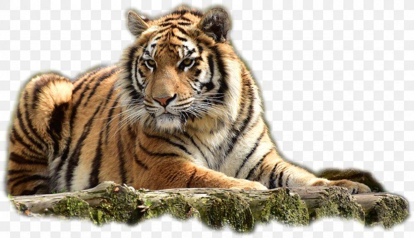 Felidae Bengal Tiger Jim Corbett National Park, PNG, 1280x739px, Felidae, Bengal Tiger, Big Cat, Big Cats, Carnivoran Download Free