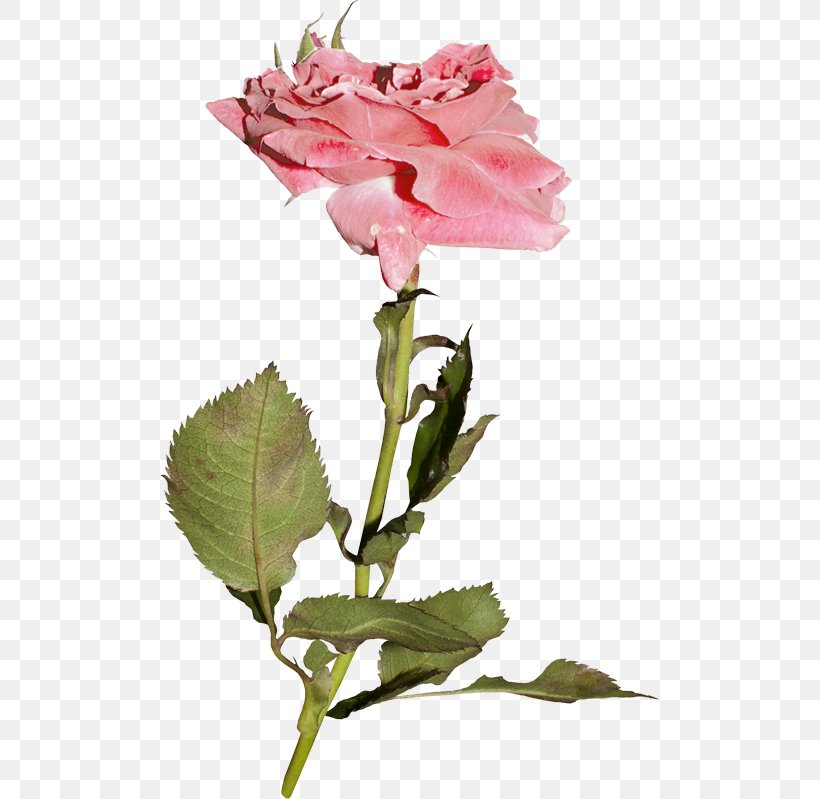 Garden Roses Cabbage Rose Floribunda Pink Flower, PNG, 500x799px, Garden Roses, Cabbage Rose, China Rose, Cut Flowers, Floral Design Download Free