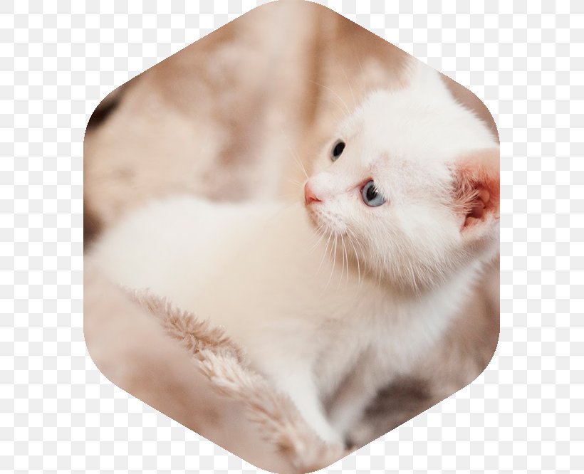 Kitten Whiskers Veterinary Medicine Turkish Van Domestic Short-haired Cat, PNG, 585x666px, Kitten, Carnivoran, Cat, Cat Like Mammal, Clinic Download Free